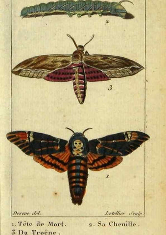 Reproducción/Reproduction 48793106746: Histoire naturelle des insectes, composée d'après Réamur, Geoffroy, Degéer, Roesel, Linné, Fabricius, et les meilleurs ouvrages qui ont paru sur cette partie;. Paris,Roret,1828.. 