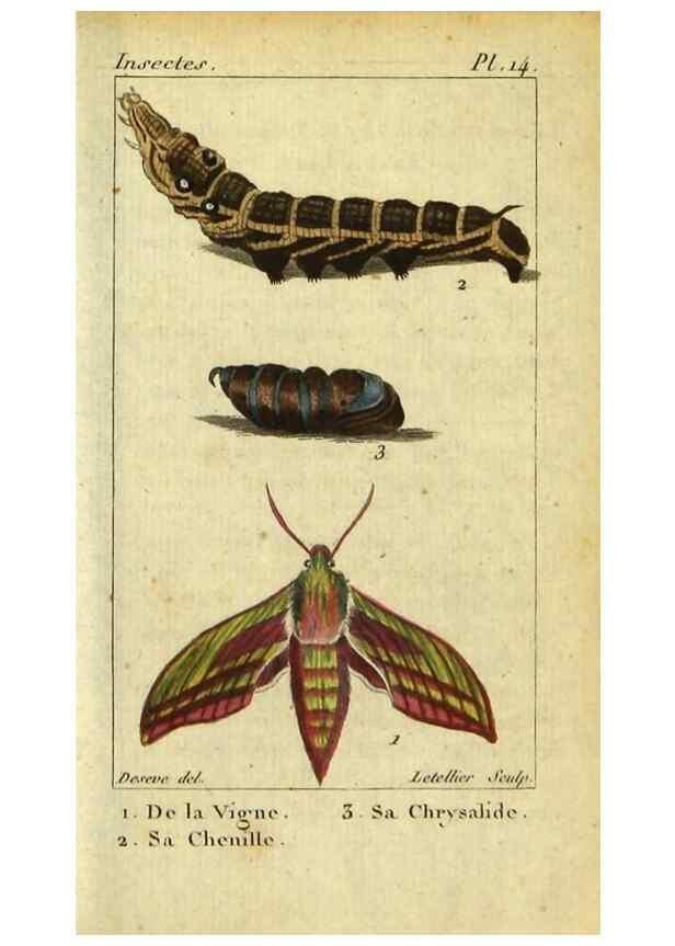 Reproducción/Reproduction 48792741973: Histoire naturelle des insectes, composée d'après Réamur, Geoffroy, Degéer, Roesel, Linné, Fabricius, et les meilleurs ouvrages qui ont paru sur cette partie;. Paris,Roret,1828.. 