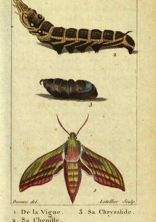 Reproducción/Reproduction 48792741973: Histoire naturelle des insectes, composée d'après Réamur, Geoffroy, Degéer, Roesel, Linné, Fabricius, et les meilleurs ouvrages qui ont paru sur cette partie;. Paris,Roret,1828.. 