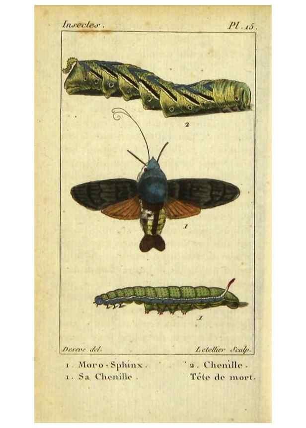 Reproducción/Reproduction 48793250127: Histoire naturelle des insectes, composée d'après Réamur, Geoffroy, Degéer, Roesel, Linné, Fabricius, et les meilleurs ouvrages qui ont paru sur cette partie;. Paris,Roret,1828.. 