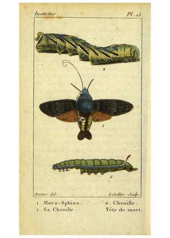 Reproducción/Reproduction 48793250127: Histoire naturelle des insectes, composée d'après Réamur, Geoffroy, Degéer, Roesel, Linné, Fabricius, et les meilleurs ouvrages qui ont paru sur cette partie;. Paris,Roret,1828.. 