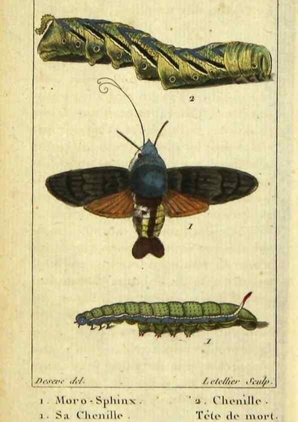 Reproducción/Reproduction 48793250127: Histoire naturelle des insectes, composée d'après Réamur, Geoffroy, Degéer, Roesel, Linné, Fabricius, et les meilleurs ouvrages qui ont paru sur cette partie;. Paris,Roret,1828.. 