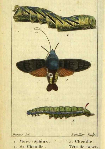 Reproducción/Reproduction 48793250127: Histoire naturelle des insectes, composée d'après Réamur, Geoffroy, Degéer, Roesel, Linné, Fabricius, et les meilleurs ouvrages qui ont paru sur cette partie;. Paris,Roret,1828.. 