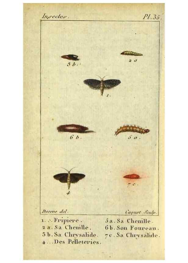 Reproducción/Reproduction 48792747848: Histoire naturelle des insectes, composée d'après Réamur, Geoffroy, Degéer, Roesel, Linné, Fabricius, et les meilleurs ouvrages qui ont paru sur cette partie;. Paris,Roret,1828.. 