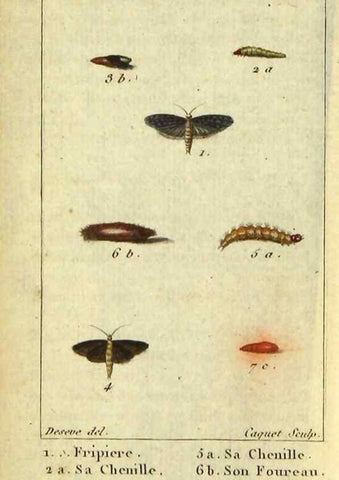 Reproducción/Reproduction 48792747848: Histoire naturelle des insectes, composée d'après Réamur, Geoffroy, Degéer, Roesel, Linné, Fabricius, et les meilleurs ouvrages qui ont paru sur cette partie;. Paris,Roret,1828.. 