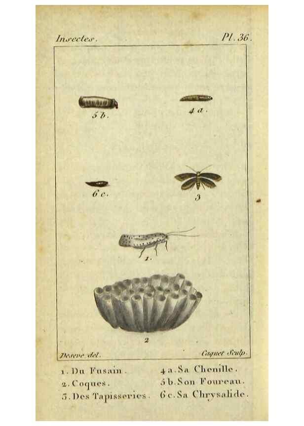 Reproducción/Reproduction 48793113466: Histoire naturelle des insectes, composée d'après Réamur, Geoffroy, Degéer, Roesel, Linné, Fabricius, et les meilleurs ouvrages qui ont paru sur cette partie;. Paris,Roret,1828.. 