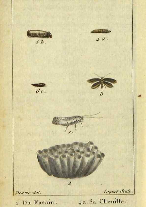 Reproducción/Reproduction 48793113466: Histoire naturelle des insectes, composée d'après Réamur, Geoffroy, Degéer, Roesel, Linné, Fabricius, et les meilleurs ouvrages qui ont paru sur cette partie;. Paris,Roret,1828.. 