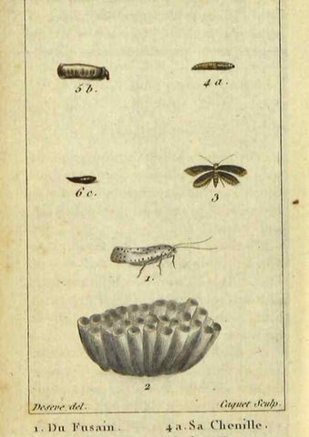 Reproducción/Reproduction 48793113466: Histoire naturelle des insectes, composée d'après Réamur, Geoffroy, Degéer, Roesel, Linné, Fabricius, et les meilleurs ouvrages qui ont paru sur cette partie;. Paris,Roret,1828.. 