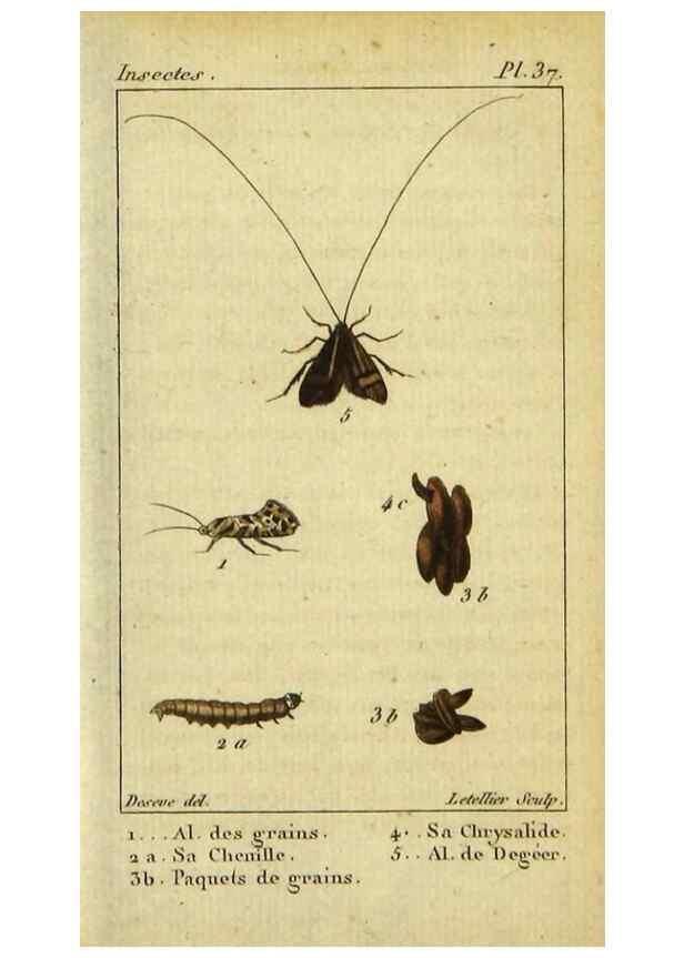 Reproducción/Reproduction 48793113736: Histoire naturelle des insectes, composée d'après Réamur, Geoffroy, Degéer, Roesel, Linné, Fabricius, et les meilleurs ouvrages qui ont paru sur cette partie;. Paris,Roret,1828.. 
