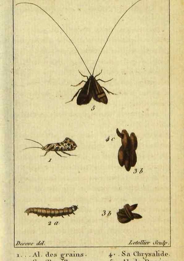 Reproducción/Reproduction 48793113736: Histoire naturelle des insectes, composée d'après Réamur, Geoffroy, Degéer, Roesel, Linné, Fabricius, et les meilleurs ouvrages qui ont paru sur cette partie;. Paris,Roret,1828.. 