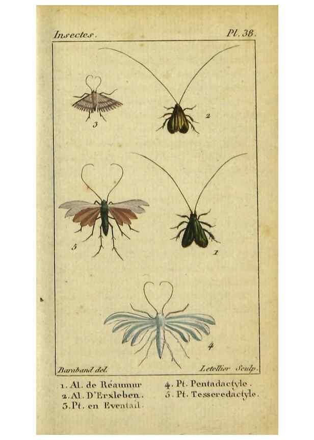 Reproducción/Reproduction 48793256422: Histoire naturelle des insectes, composée d'après Réamur, Geoffroy, Degéer, Roesel, Linné, Fabricius, et les meilleurs ouvrages qui ont paru sur cette partie;. Paris,Roret,1828.. 