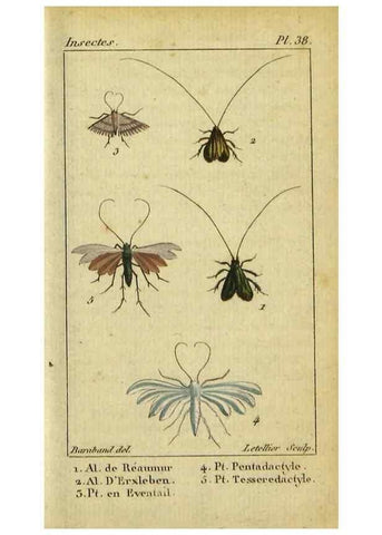 Reproducción/Reproduction 48793256422: Histoire naturelle des insectes, composée d'après Réamur, Geoffroy, Degéer, Roesel, Linné, Fabricius, et les meilleurs ouvrages qui ont paru sur cette partie;. Paris,Roret,1828.. 