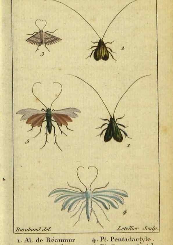 Reproducción/Reproduction 48793256422: Histoire naturelle des insectes, composée d'après Réamur, Geoffroy, Degéer, Roesel, Linné, Fabricius, et les meilleurs ouvrages qui ont paru sur cette partie;. Paris,Roret,1828.. 