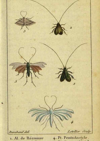 Reproducción/Reproduction 48793256422: Histoire naturelle des insectes, composée d'après Réamur, Geoffroy, Degéer, Roesel, Linné, Fabricius, et les meilleurs ouvrages qui ont paru sur cette partie;. Paris,Roret,1828.. 