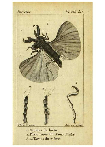 Reproducción/Reproduction 48793256632: Histoire naturelle des insectes, composée d'après Réamur, Geoffroy, Degéer, Roesel, Linné, Fabricius, et les meilleurs ouvrages qui ont paru sur cette partie;. Paris,Roret,1828.. 