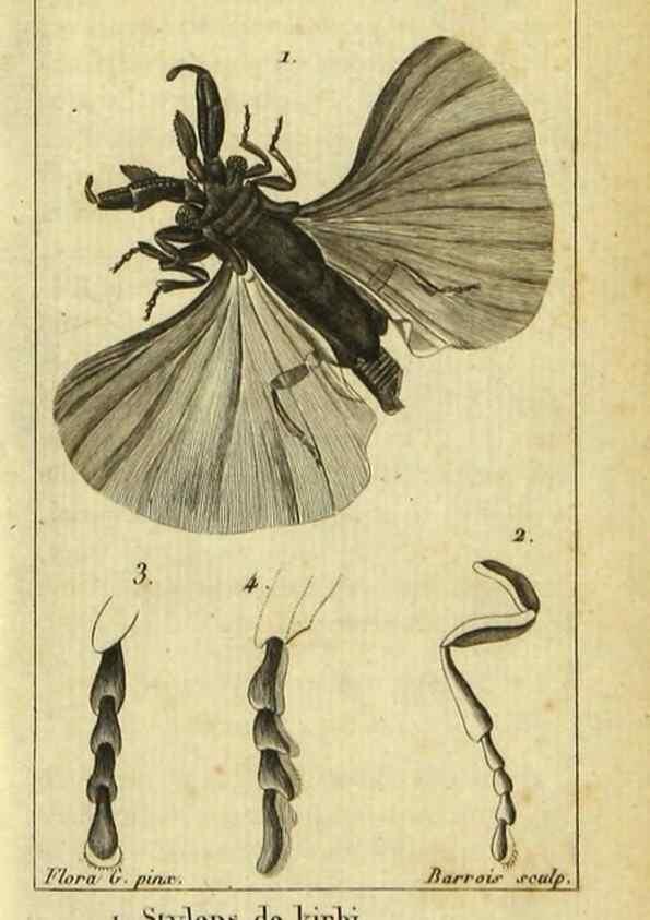 Reproducción/Reproduction 48793256632: Histoire naturelle des insectes, composée d'après Réamur, Geoffroy, Degéer, Roesel, Linné, Fabricius, et les meilleurs ouvrages qui ont paru sur cette partie;. Paris,Roret,1828.. 