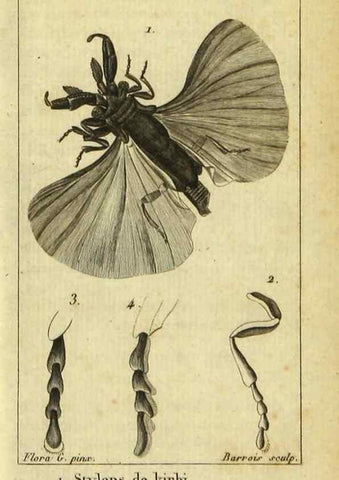 Reproducción/Reproduction 48793256632: Histoire naturelle des insectes, composée d'après Réamur, Geoffroy, Degéer, Roesel, Linné, Fabricius, et les meilleurs ouvrages qui ont paru sur cette partie;. Paris,Roret,1828.. 