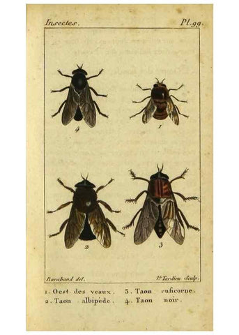 Reproducción/Reproduction 48793179126: Histoire naturelle des insectes, composée d'après Réamur, Geoffroy, Degéer, Roesel, Linné, Fabricius, et les meilleurs ouvrages qui ont paru sur cette partie;. Paris,Roret,1828.. 