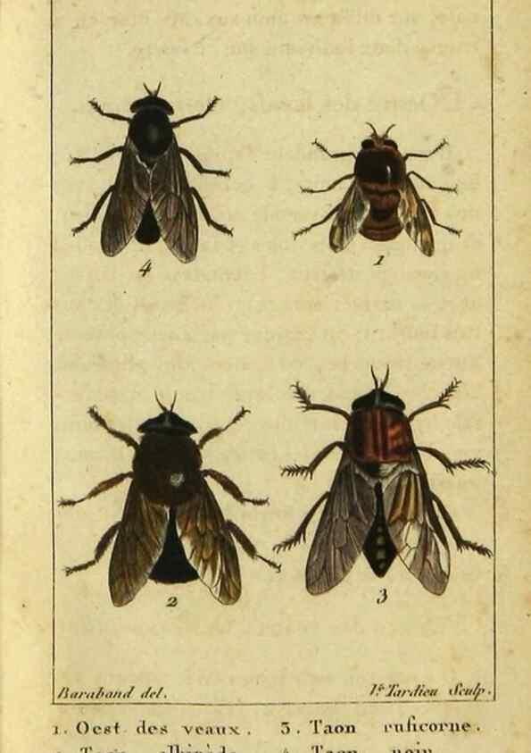 Reproducción/Reproduction 48793179126: Histoire naturelle des insectes, composée d'après Réamur, Geoffroy, Degéer, Roesel, Linné, Fabricius, et les meilleurs ouvrages qui ont paru sur cette partie;. Paris,Roret,1828.. 