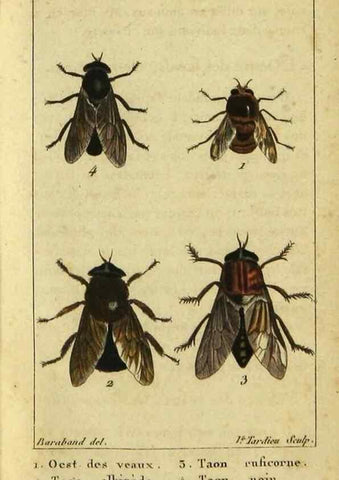 Reproducción/Reproduction 48793179126: Histoire naturelle des insectes, composée d'après Réamur, Geoffroy, Degéer, Roesel, Linné, Fabricius, et les meilleurs ouvrages qui ont paru sur cette partie;. Paris,Roret,1828.. 