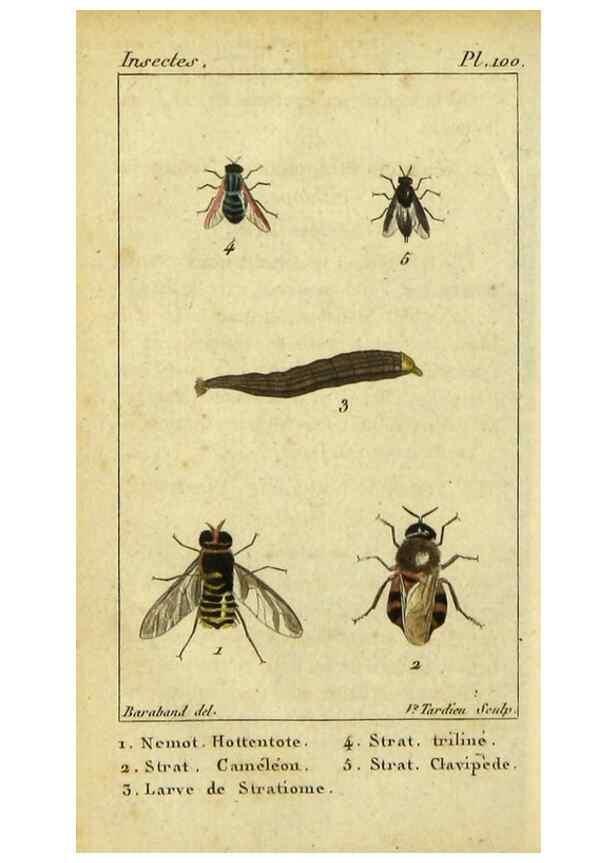 Reproducción/Reproduction 48793321277: Histoire naturelle des insectes, composée d'après Réamur, Geoffroy, Degéer, Roesel, Linné, Fabricius, et les meilleurs ouvrages qui ont paru sur cette partie;. Paris,Roret,1828.. 