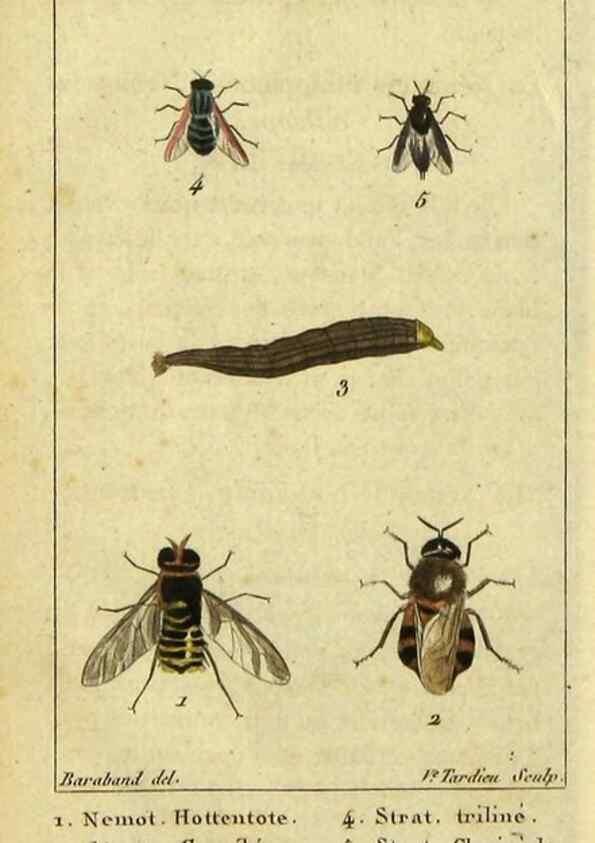 Reproducción/Reproduction 48793321277: Histoire naturelle des insectes, composée d'après Réamur, Geoffroy, Degéer, Roesel, Linné, Fabricius, et les meilleurs ouvrages qui ont paru sur cette partie;. Paris,Roret,1828.. 