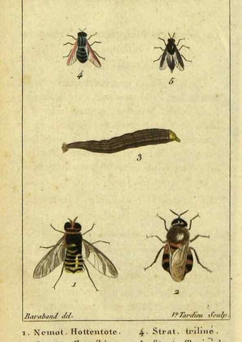 Reproducción/Reproduction 48793321277: Histoire naturelle des insectes, composée d'après Réamur, Geoffroy, Degéer, Roesel, Linné, Fabricius, et les meilleurs ouvrages qui ont paru sur cette partie;. Paris,Roret,1828.. 