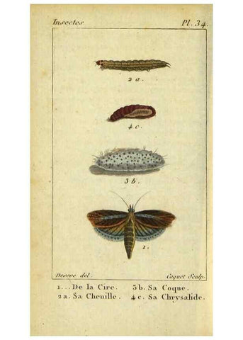 Reproducción/Reproduction 48793255367: Histoire naturelle des insectes, composée d'après Réamur, Geoffroy, Degéer, Roesel, Linné, Fabricius, et les meilleurs ouvrages qui ont paru sur cette partie;. Paris,Roret,1828.. 