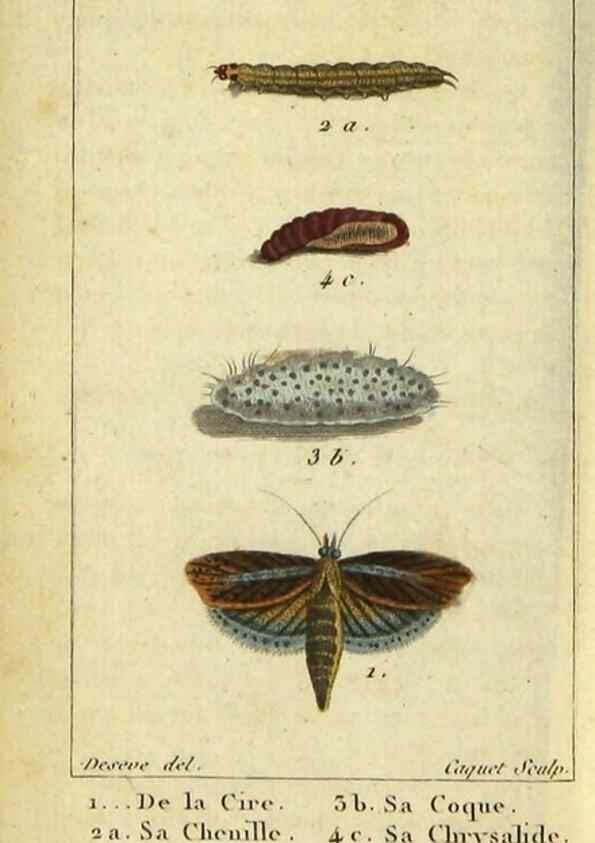 Reproducción/Reproduction 48793255367: Histoire naturelle des insectes, composée d'après Réamur, Geoffroy, Degéer, Roesel, Linné, Fabricius, et les meilleurs ouvrages qui ont paru sur cette partie;. Paris,Roret,1828.. 