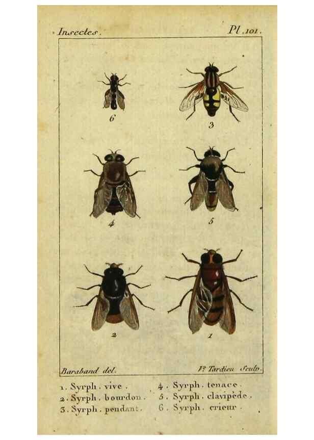 Reproducción/Reproduction 48792815268: Histoire naturelle des insectes, composée d'après Réamur, Geoffroy, Degéer, Roesel, Linné, Fabricius, et les meilleurs ouvrages qui ont paru sur cette partie;. Paris,Roret,1828.. 