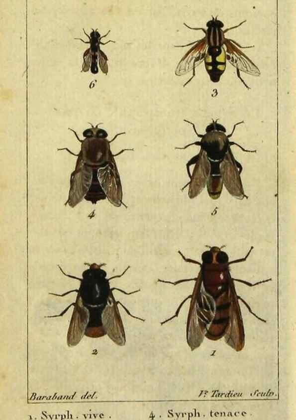 Reproducción/Reproduction 48792815268: Histoire naturelle des insectes, composée d'après Réamur, Geoffroy, Degéer, Roesel, Linné, Fabricius, et les meilleurs ouvrages qui ont paru sur cette partie;. Paris,Roret,1828.. 