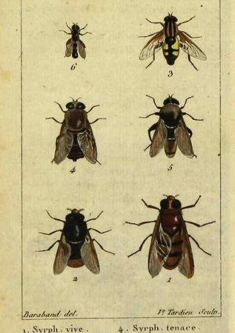 Reproducción/Reproduction 48792815268: Histoire naturelle des insectes, composée d'après Réamur, Geoffroy, Degéer, Roesel, Linné, Fabricius, et les meilleurs ouvrages qui ont paru sur cette partie;. Paris,Roret,1828.. 