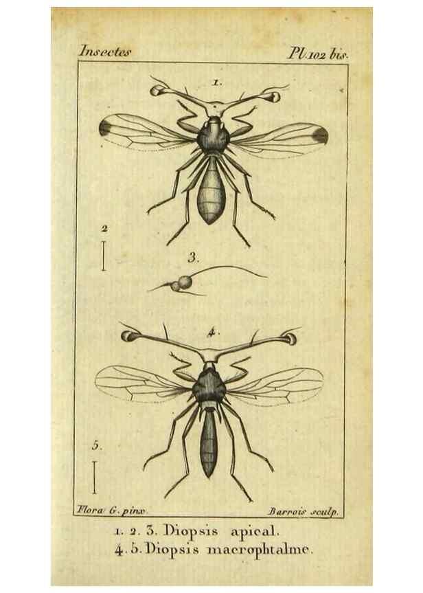 Reproducción/Reproduction 48792815813: Histoire naturelle des insectes, composée d'après Réamur, Geoffroy, Degéer, Roesel, Linné, Fabricius, et les meilleurs ouvrages qui ont paru sur cette partie;. Paris,Roret,1828.. 