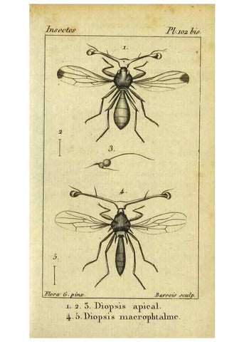 Reproducción/Reproduction 48792815813: Histoire naturelle des insectes, composée d'après Réamur, Geoffroy, Degéer, Roesel, Linné, Fabricius, et les meilleurs ouvrages qui ont paru sur cette partie;. Paris,Roret,1828.. 