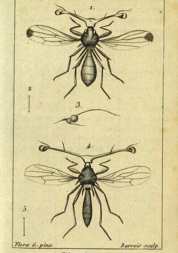 Reproducción/Reproduction 48792815813: Histoire naturelle des insectes, composée d'après Réamur, Geoffroy, Degéer, Roesel, Linné, Fabricius, et les meilleurs ouvrages qui ont paru sur cette partie;. Paris,Roret,1828.. 