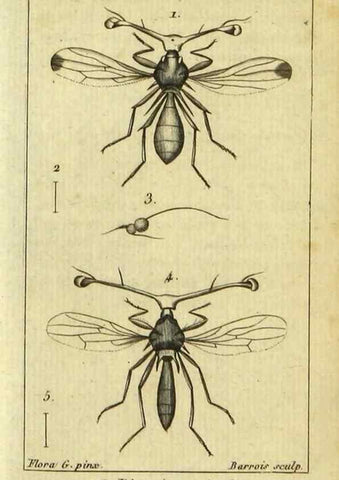 Reproducción/Reproduction 48792815813: Histoire naturelle des insectes, composée d'après Réamur, Geoffroy, Degéer, Roesel, Linné, Fabricius, et les meilleurs ouvrages qui ont paru sur cette partie;. Paris,Roret,1828.. 