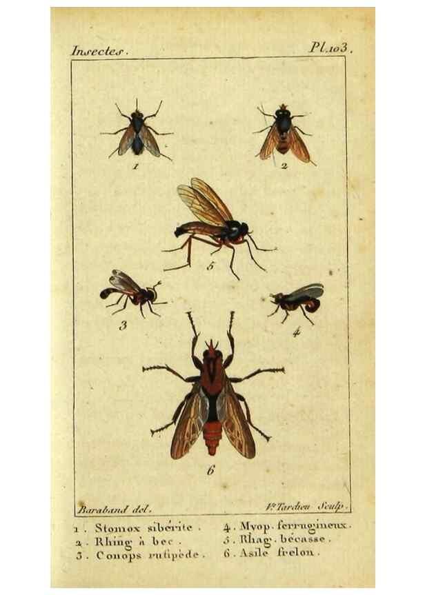 Reproducción/Reproduction 48793322582: Histoire naturelle des insectes, composée d'après Réamur, Geoffroy, Degéer, Roesel, Linné, Fabricius, et les meilleurs ouvrages qui ont paru sur cette partie;. Paris,Roret,1828.. 