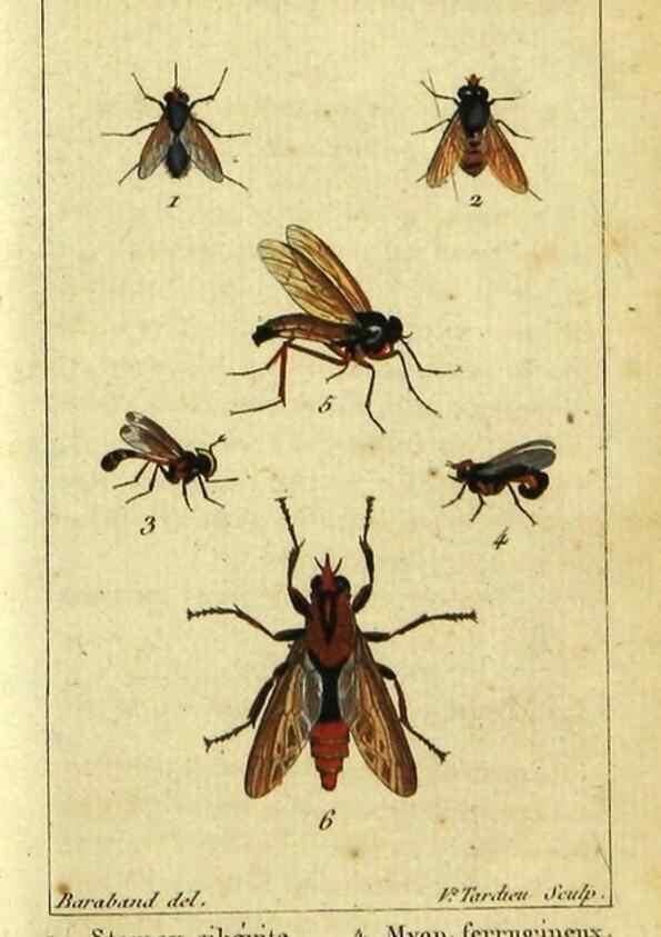 Reproducción/Reproduction 48793322582: Histoire naturelle des insectes, composée d'après Réamur, Geoffroy, Degéer, Roesel, Linné, Fabricius, et les meilleurs ouvrages qui ont paru sur cette partie;. Paris,Roret,1828.. 