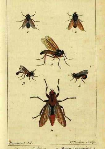 Reproducción/Reproduction 48793322582: Histoire naturelle des insectes, composée d'après Réamur, Geoffroy, Degéer, Roesel, Linné, Fabricius, et les meilleurs ouvrages qui ont paru sur cette partie;. Paris,Roret,1828.. 