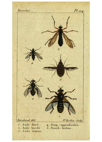 Reproducción/Reproduction 48793180981: Histoire naturelle des insectes, composée d'après Réamur, Geoffroy, Degéer, Roesel, Linné, Fabricius, et les meilleurs ouvrages qui ont paru sur cette partie;. Paris,Roret,1828.. 