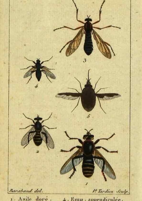 Reproducción/Reproduction 48793180981: Histoire naturelle des insectes, composée d'après Réamur, Geoffroy, Degéer, Roesel, Linné, Fabricius, et les meilleurs ouvrages qui ont paru sur cette partie;. Paris,Roret,1828.. 
