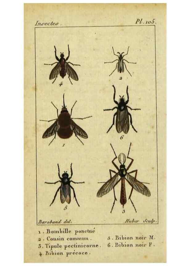 Reproducción/Reproduction 48792816713: Histoire naturelle des insectes, composée d'après Réamur, Geoffroy, Degéer, Roesel, Linné, Fabricius, et les meilleurs ouvrages qui ont paru sur cette partie;. Paris,Roret,1828.. 