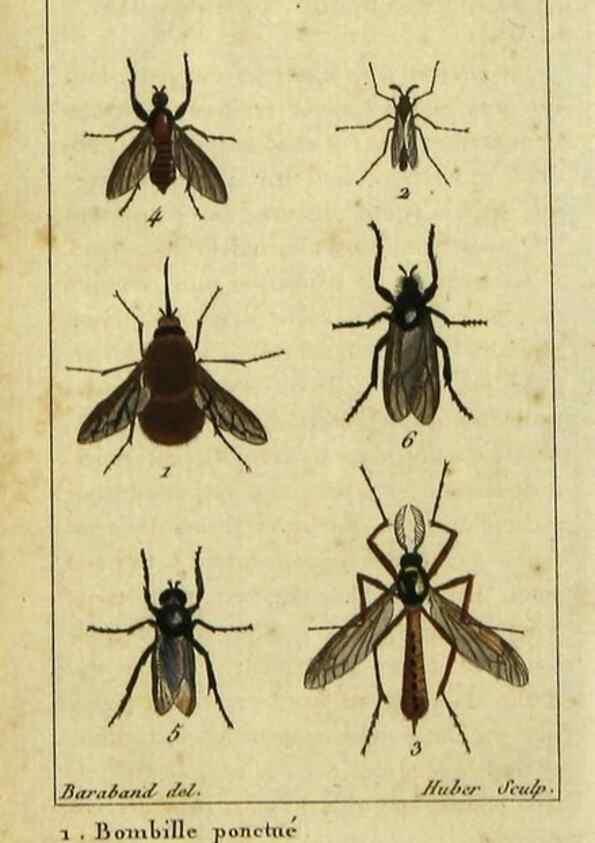 Reproducción/Reproduction 48792816713: Histoire naturelle des insectes, composée d'après Réamur, Geoffroy, Degéer, Roesel, Linné, Fabricius, et les meilleurs ouvrages qui ont paru sur cette partie;. Paris,Roret,1828.. 