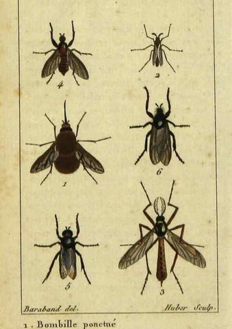 Reproducción/Reproduction 48792816713: Histoire naturelle des insectes, composée d'après Réamur, Geoffroy, Degéer, Roesel, Linné, Fabricius, et les meilleurs ouvrages qui ont paru sur cette partie;. Paris,Roret,1828.. 