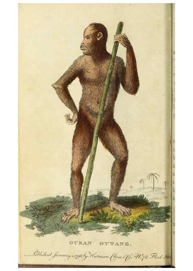 Reproducción/Reproduction 48794242278: The Naturalist's Pocket Magazine or compleat cabinet of the curiosities and beauties of nature.. London.. 