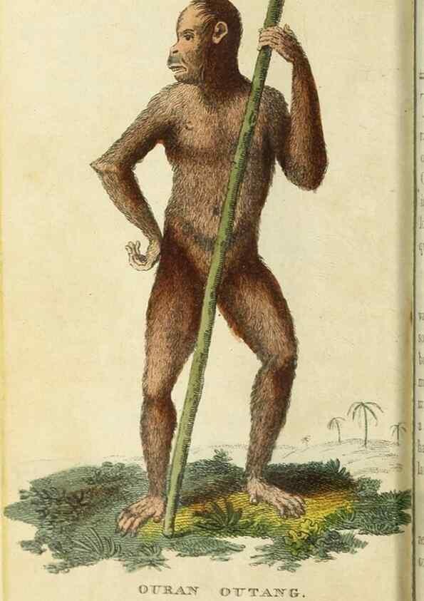 Reproducción/Reproduction 48794242278: The Naturalist's Pocket Magazine or compleat cabinet of the curiosities and beauties of nature.. London.. 