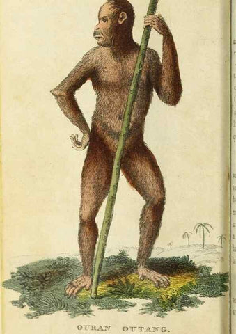 Reproducción/Reproduction 48794242278: The Naturalist's Pocket Magazine or compleat cabinet of the curiosities and beauties of nature.. London.. 