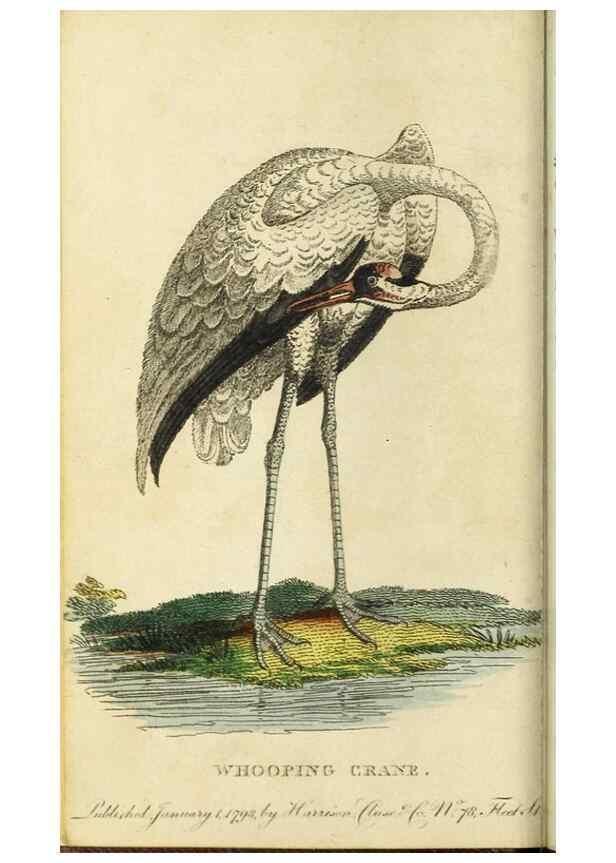 Reproducción/Reproduction 48794242723: The Naturalist's Pocket Magazine or compleat cabinet of the curiosities and beauties of nature.. London.. 