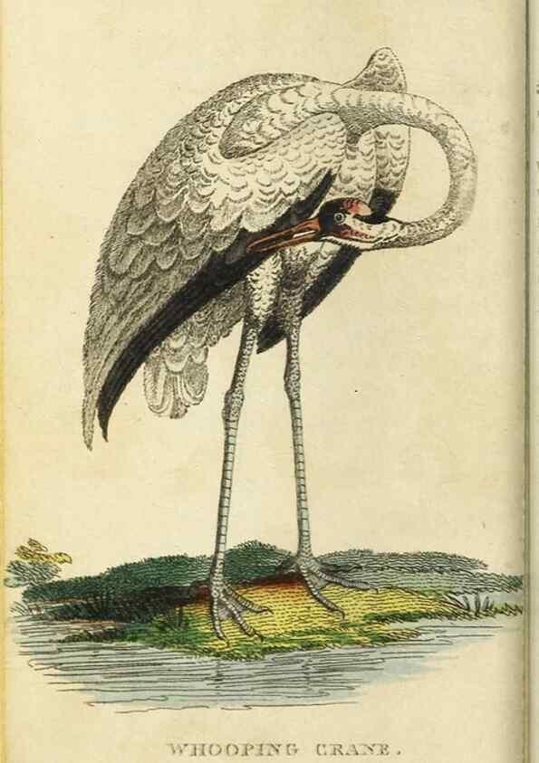 Reproducción/Reproduction 48794242723: The Naturalist's Pocket Magazine or compleat cabinet of the curiosities and beauties of nature.. London.. 
