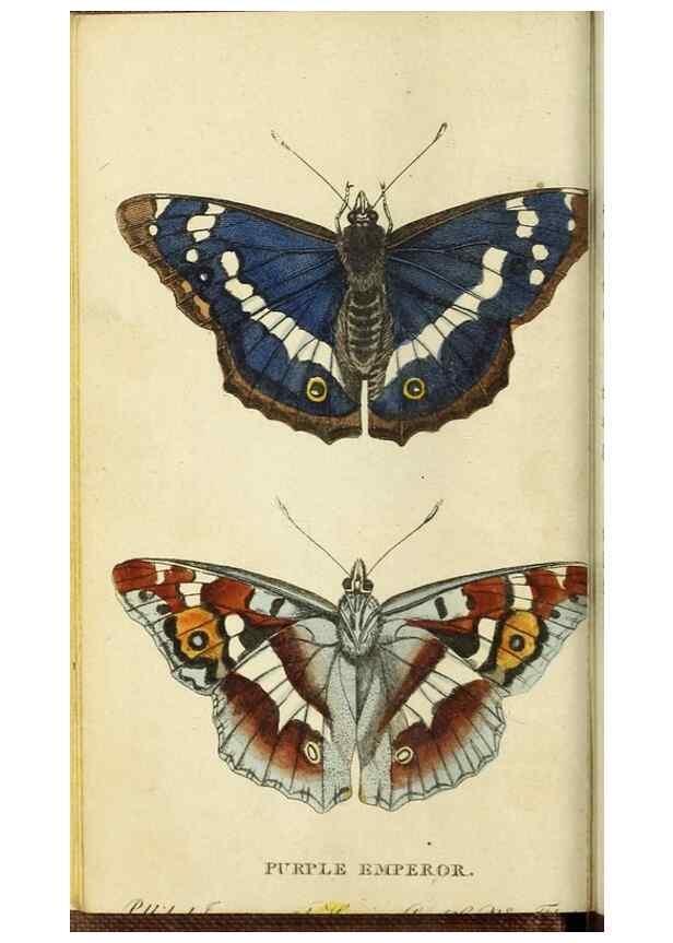 Reproducción/Reproduction 48794604191: The Naturalist's Pocket Magazine or compleat cabinet of the curiosities and beauties of nature.. London.. 
